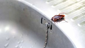 بهترین زمان سم پاشی سوسک خانگی